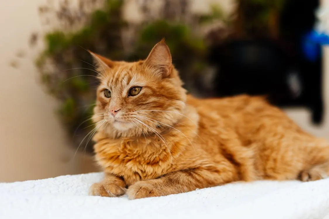 gamelle_pour_chat