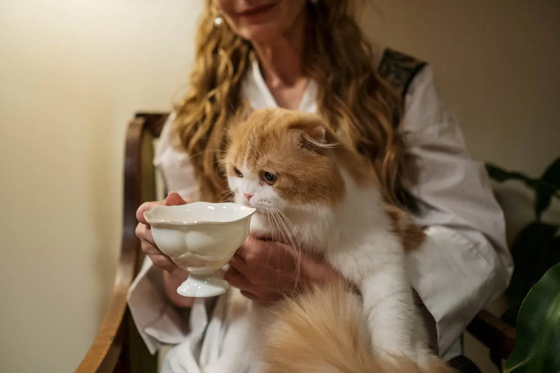 gamelle_pour_chat_2