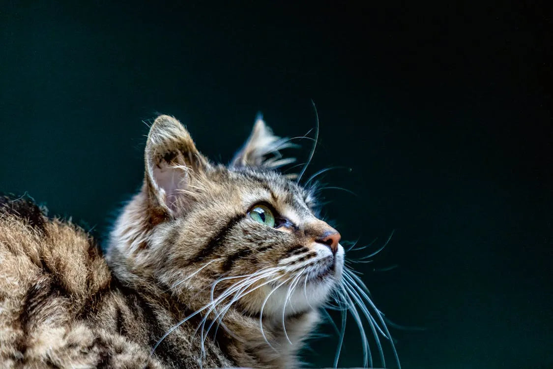 gamelle_pour_chat_3