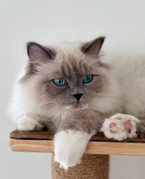 griffoir_pour_chat