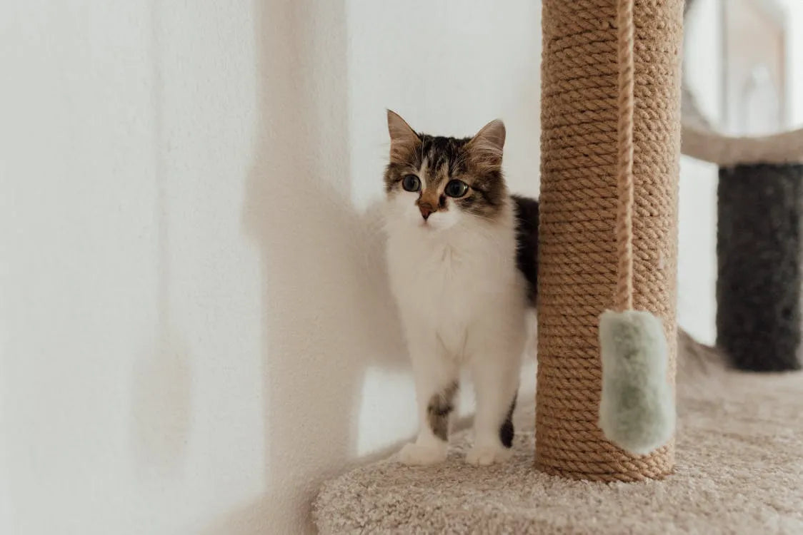 griffoir_pour_chat_2