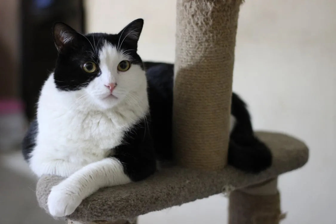 griffoir_pour_chat_3